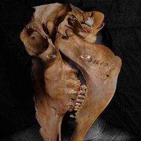 Alcelaphusbuselaphus , Fotografia Digital Natureza Morta original por Nuno  Silas