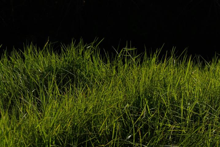 Grass for the rabbits, original Still Life Digital Photography by Liliia Kucher