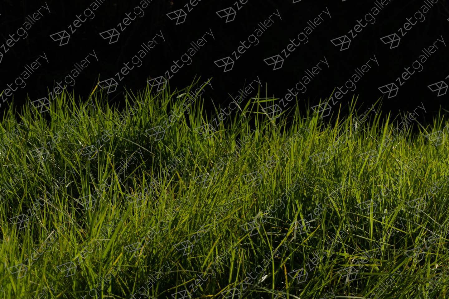 Grass for the rabbits, original Nature morte Numérique La photographie par Liliia Kucher