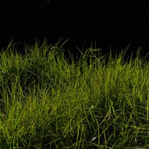 Grass for the rabbits, original Naturaleza muerta Digital Fotografía de Liliia Kucher
