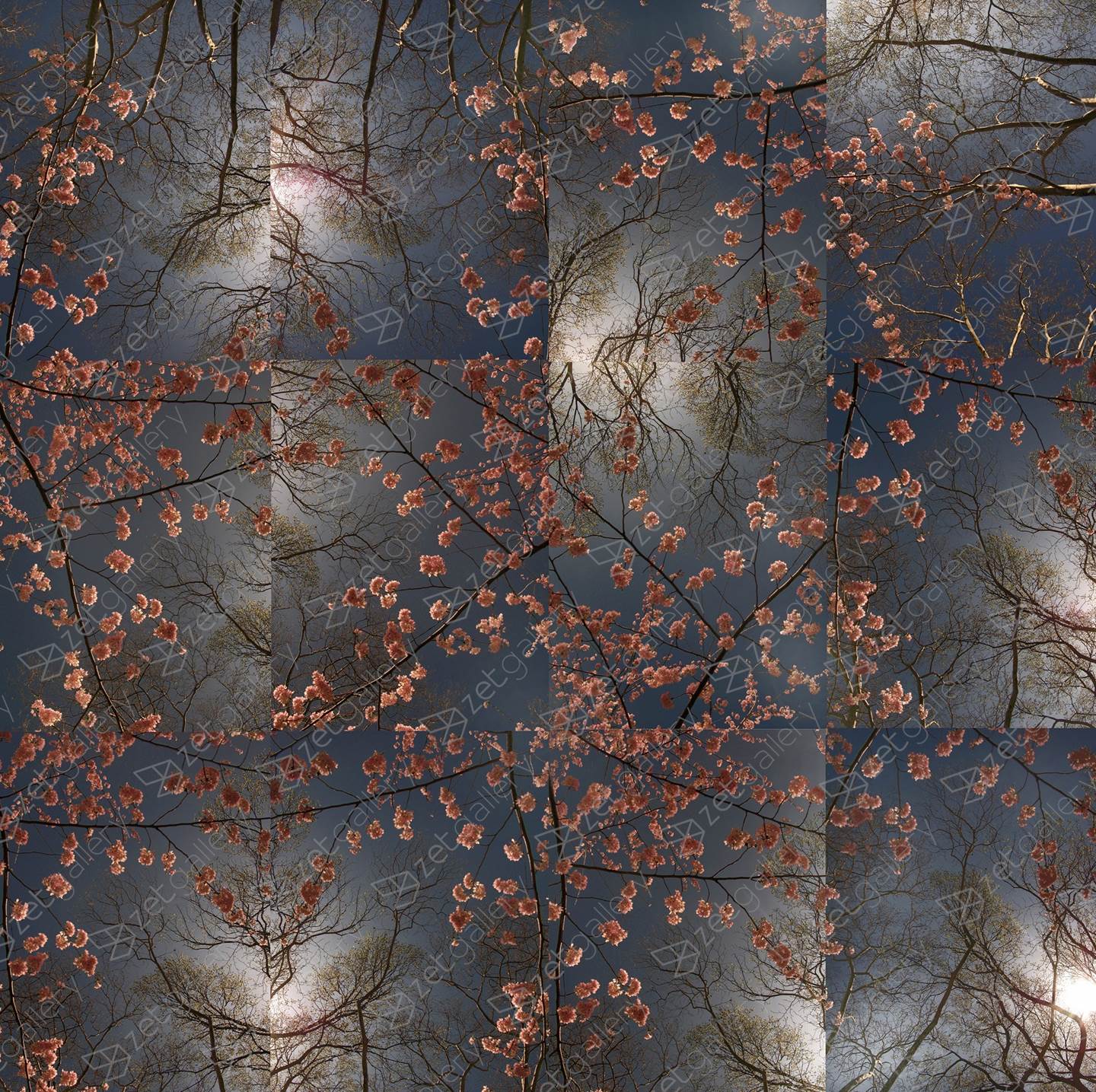 Early Spring - Cherry Blossom Bloom Opus 2, original   Fotografía de Shimon and Tammar Rothstein 