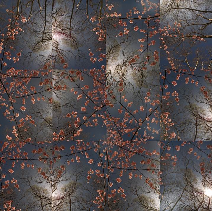 Early Spring - Cherry Blossom Bloom Opus 2, original Nature Digital Photography by Shimon and Tammar Rothstein 