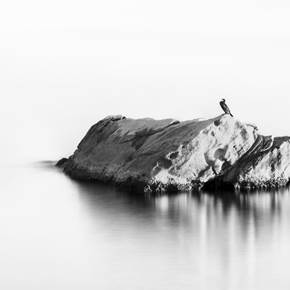 BIRD ON A ROCK, Small Edition 1 of 15, original Abstract Digital Photography by Benjamin Lurie
