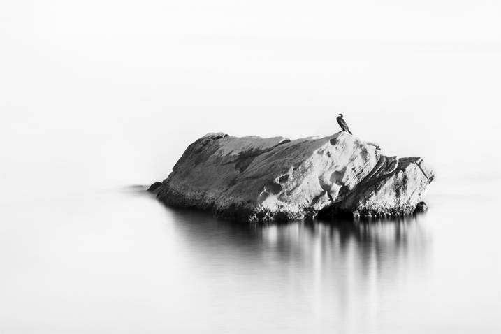 BIRD ON A ROCK, Small Edition 1 of 15, original Abstract Digital Photography by Benjamin Lurie