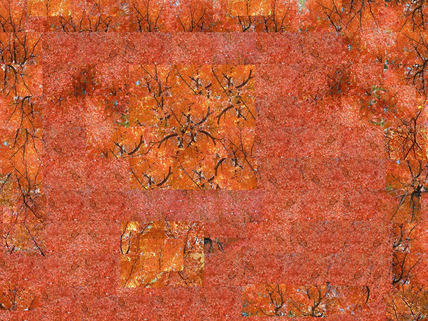 Fall - Red Opus 1, original Naturaleza Digital Fotografía de Shimon and Tammar Rothstein 